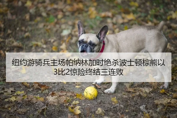 纽约游骑兵主场帕纳林加时绝杀波士顿棕熊以3比2惊险终结三连败